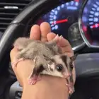 فرخ سنجاب شوقر قلايدر