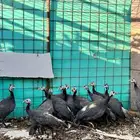 للبيع دجاج حبشي