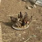 فروخ دجاج عربي دم صافي