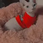 قط فرعونى Bambino انثي ((قزمه))