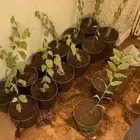 بذرة عبري