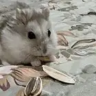 هامستر ونتر وايت النادر للبيع