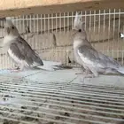 طيور كروان هولندي منتج على البيض