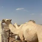 للبيع بكره مفروده
