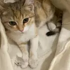 قطه هجين سكوتش شورت هير وبلدي صغيره عمرها شهرين حنونه مره