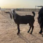 تيس