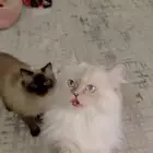 هملايا انثى العمر سنه و3 شهور وذكر 9 شهور