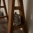 بسه قطه لتبني انثى مع اغراضها