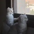 قطط