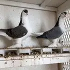 حمام شيرازي