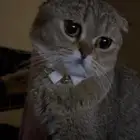 قطوه سكوتش انثى اليفه تطالب تزاوج