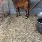 عنز شاميه صنف دافع