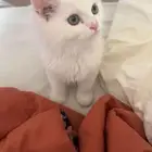 تبني قط صغير
