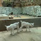 تيس قزمي ابيض