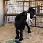تممم البييع