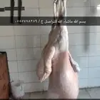 ذبايح حريات للثلاجة جدا ممتازه