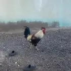 ديك بلدي اصيل شوكي