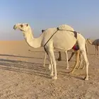 عشرا ام ثالث تحتها قعود ابوه على بعير ابن منير