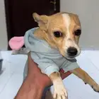 كلبه شيواوا العمر 10 شهور اليفه جدا بسعر ممتاز جدا