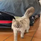 قطة للتبني