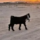 تيس عارضي طيب