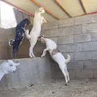 خمس جفار بيشيه فواخر