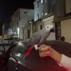 بغبغاء كاسكو