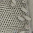 روز البينو ازواج