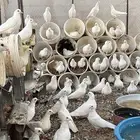 حمام فرنسي جامبو للبيع جمله العدد 35 أو اعلا انتاج ممتاز