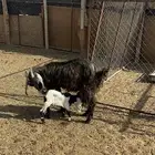 عنز معها جفره