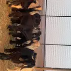 تيوس حريه طيبه