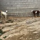 ماعز للبيع