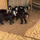 6تيوس3جفار