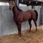حصان للبيع