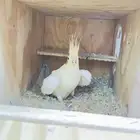 زوج كروان