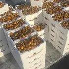 رطب روثانة المدينه المنوره الفلين ب14