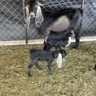 للبيع معزا مواليد