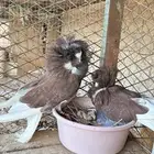 جوز جاكوبين معه ولده للبيع