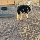 رخله جذعه طيبه