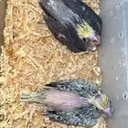 القنفذة القوز