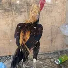 ديك فارسي
