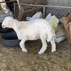 خروف حري