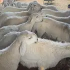 هرافا حري يوجد تفريد وذبح وتوصيل