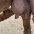 خلفه ساحليه مشروطه