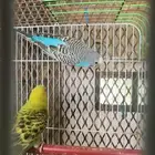 اجواز بادجي