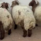 10 خرفان جذعان نعيمي فل شحم