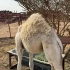 قعدان حشوان 3