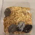 هامستر روسي عمرها شهر