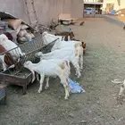 معزاء للبيع