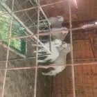 حريات 6 معها 6